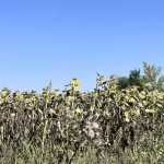 Пентагону се тражи нов модел набавке: ратна искуства из Украјине и Израела у фокусу